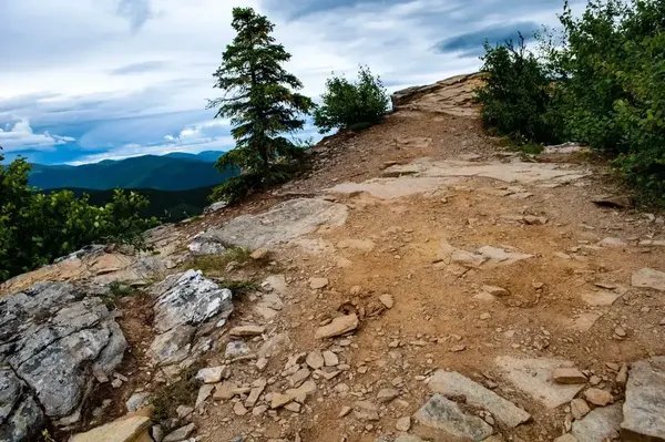 Guided ATV tour through Alaska's boreal forest